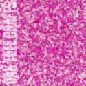 90982 - DP34 - Miyuki - Lined - Hot Pink (23) - 9gm