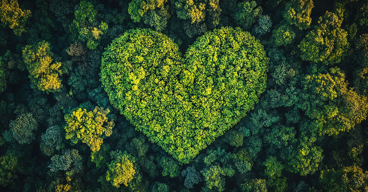 Aerial shot of trees in the shape of a heart